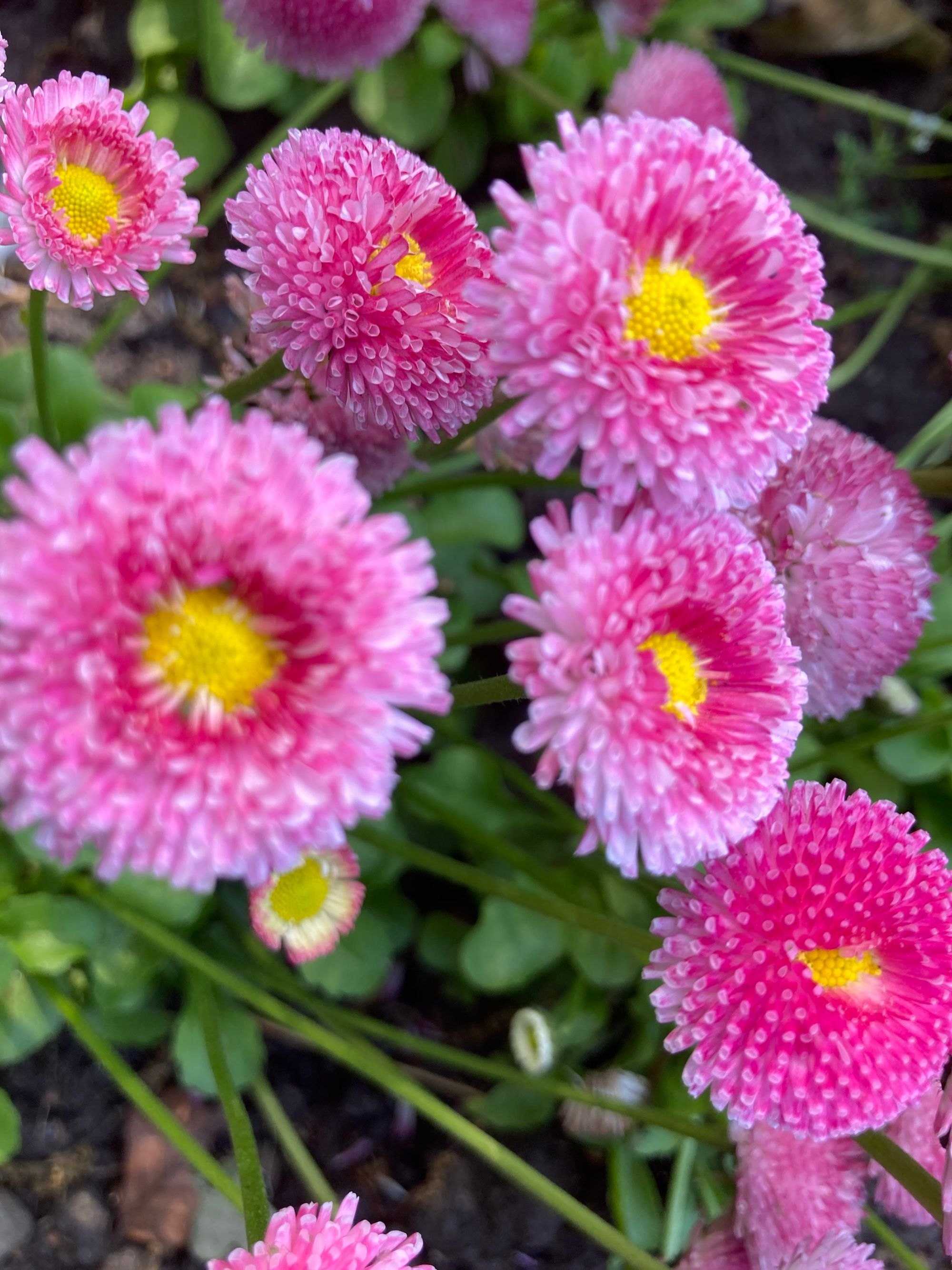 Seasonal flower beds in bloom
