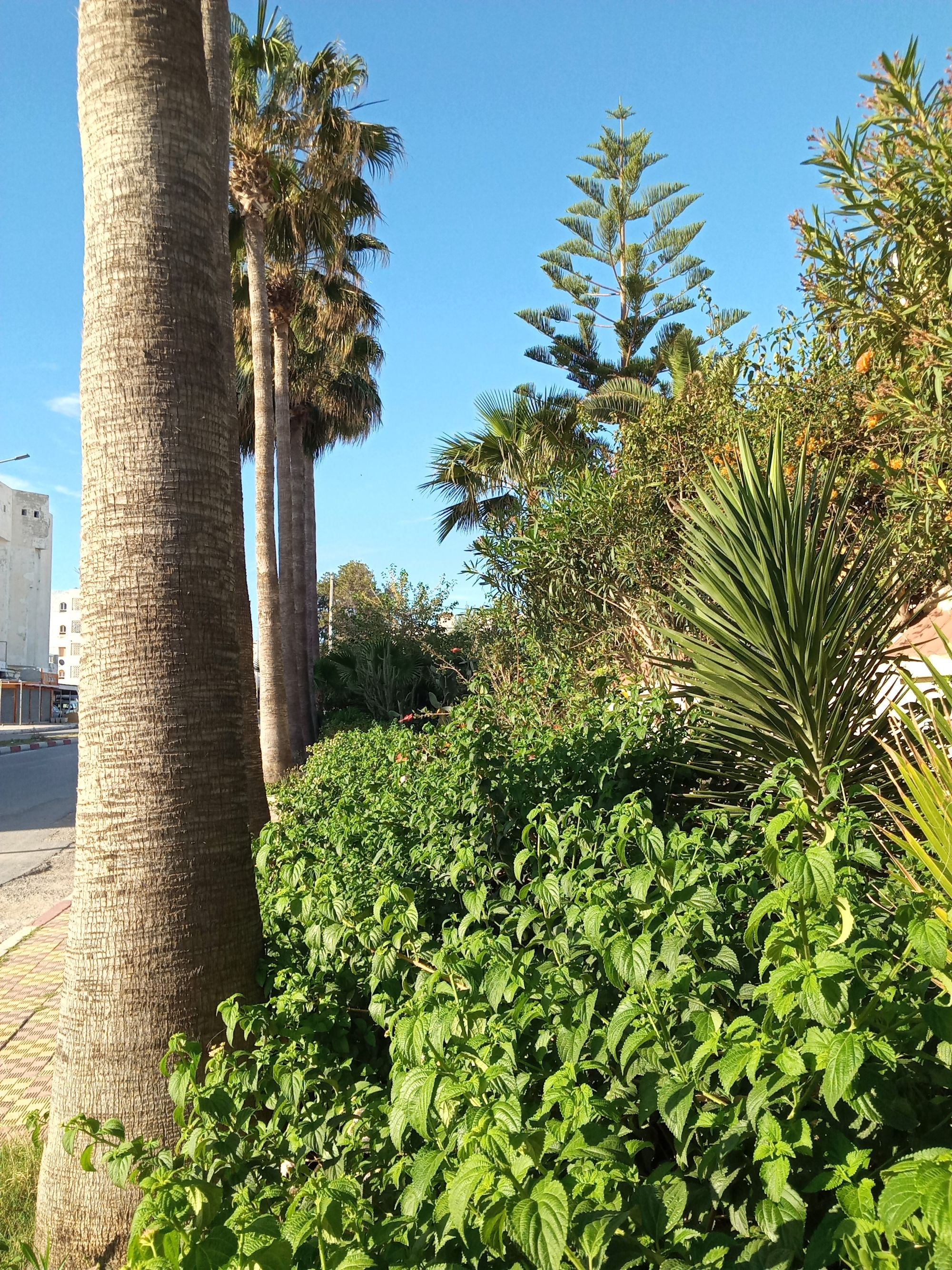 Maintained landscaping along a walkway