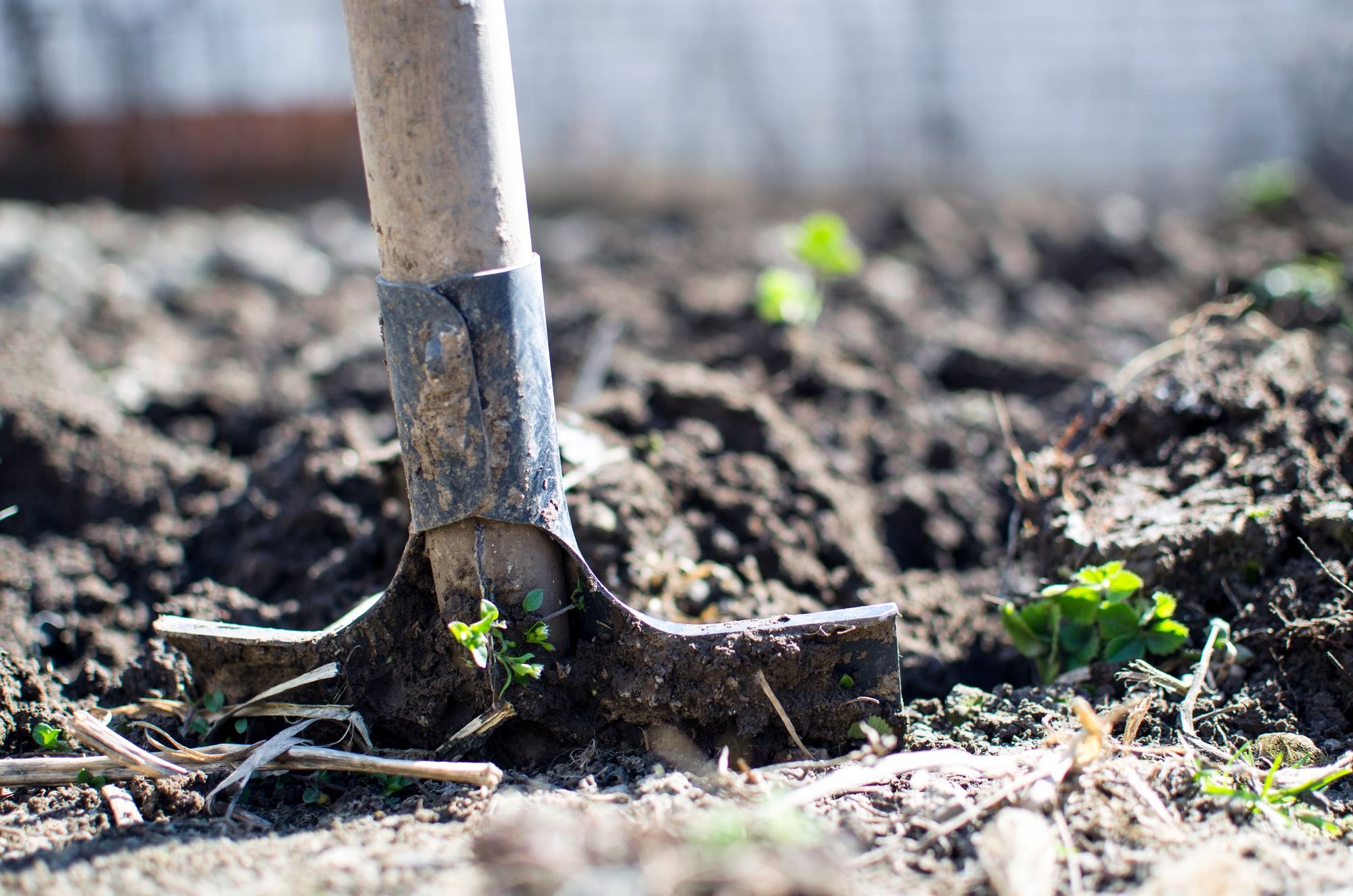 Garden shovel in freshly turned soil