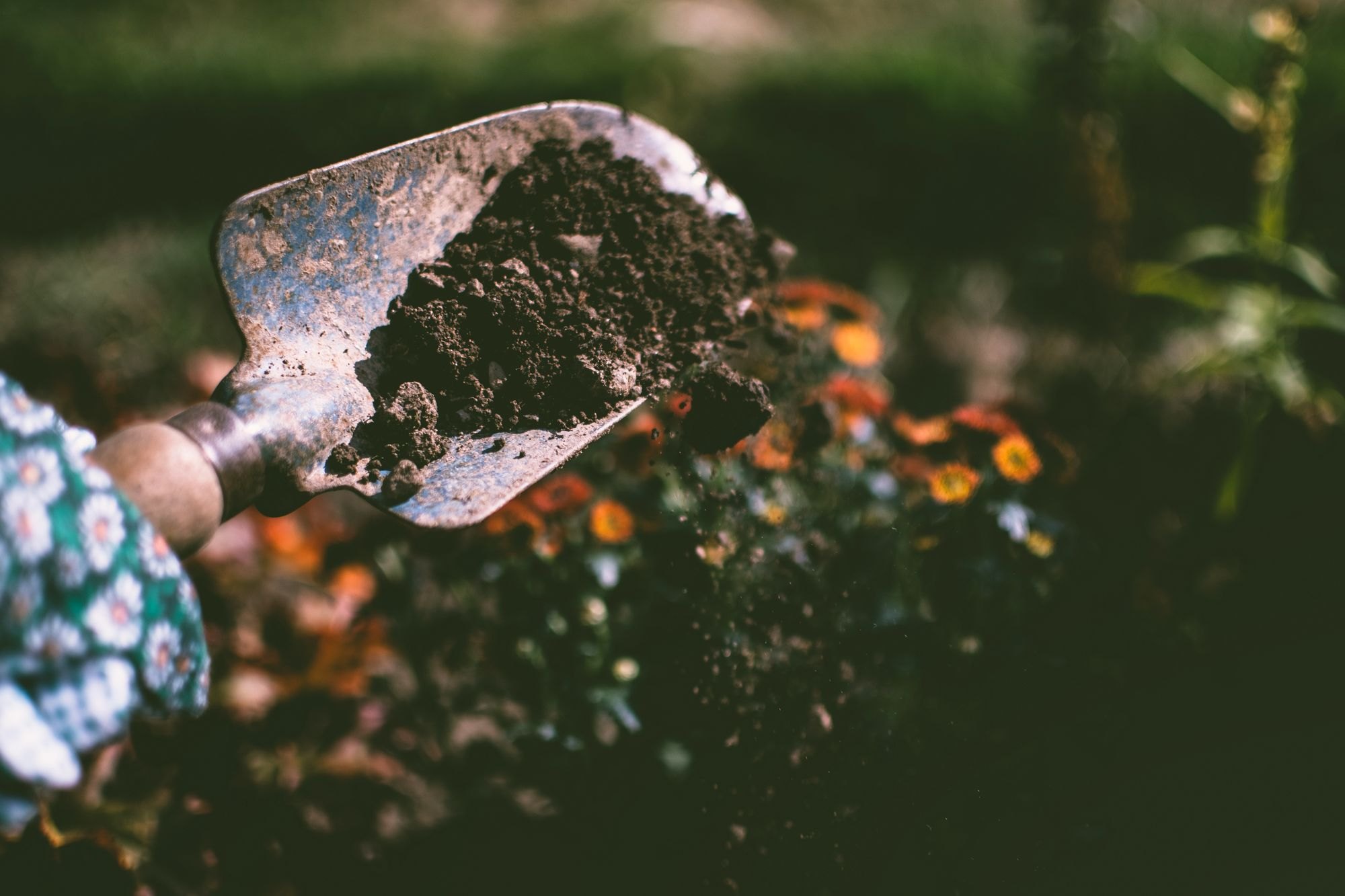 Planting soil with a garden trowel